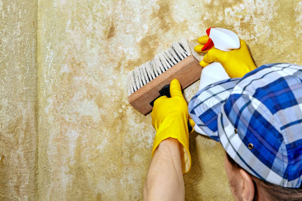 Best Biohazard Mold Removal  in Lady Lake, FL