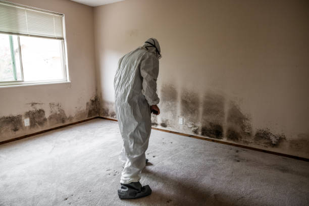 Best Emergency Mold Remediation  in Lady Lake, FL